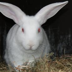 Kanin chasmin-(snowflake)