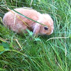 Kanin Svanemarks PeZu Akita -  "Alberte"