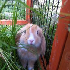 Kanin Svanemarks PeZu Akita -  "Alberte"