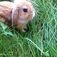 Kanin Svanemarks PeZu Akita -  "Alberte"