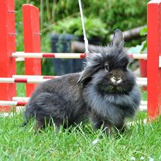 Kanin |Kaninbandens Donkey aka. Hippien