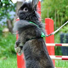 Kanin |Kaninbandens Donkey aka. Hippien