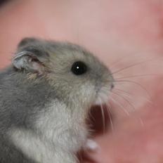 Dværghamster Tarzan