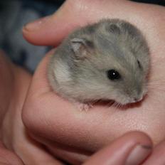 Dværghamster Tarzan