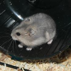 Dværghamster Tarzan