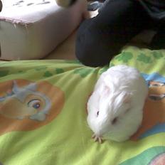 Marsvin Team hop´s Tita4  *unge*