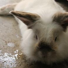 Kanin Bjergvangs Lucky