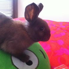 Kanin Svanemarks Los Lagos "Simba"