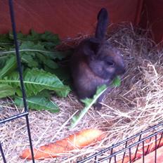 Kanin Svanemarks Los Lagos "Simba"