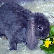 Kanin *Drop Ears Banzai*