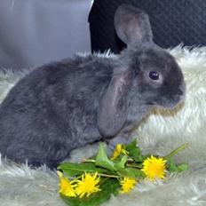 Kanin *Drop Ears Banzai*