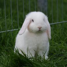Kanin Aras´ Lille Leonardo *Dværgvædder*
