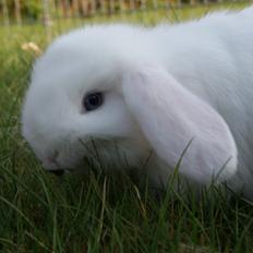 Kanin Aras´ Lille Leonardo *Dværgvædder*