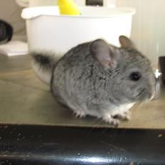 Chinchilla speedy gonzales