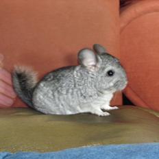 Chinchilla speedy gonzales