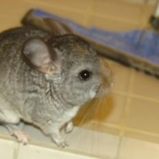 Chinchilla speedy gonzales