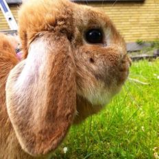 Kanin Willeborg´s Dumle ¤My angel¤