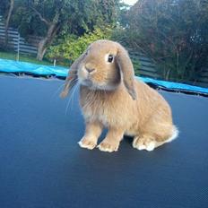 Kanin Willeborg´s Dumle ¤My angel¤