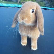 Kanin Willeborg´s Dumle ¤My angel¤