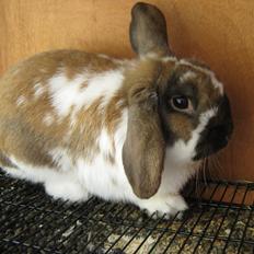 Kanin Leo fra Jægergaarden