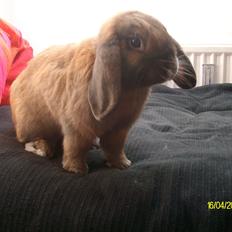 Kanin Zimba Star Freedom