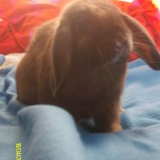 Kanin Zimba Star Freedom