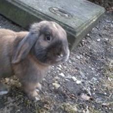 Kanin Zimba Star Freedom