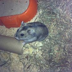 Dværghamster Tulle [himmelgnaver] †