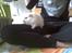 Marsvin Team hop´s Tita4  *unge*