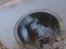 Marsvin Beethoven R.I.P<3 Hvil i fred