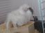 Marsvin Beethoven R.I.P<3 Hvil i fred