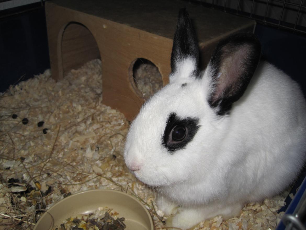 Kanin Beauty billede 1