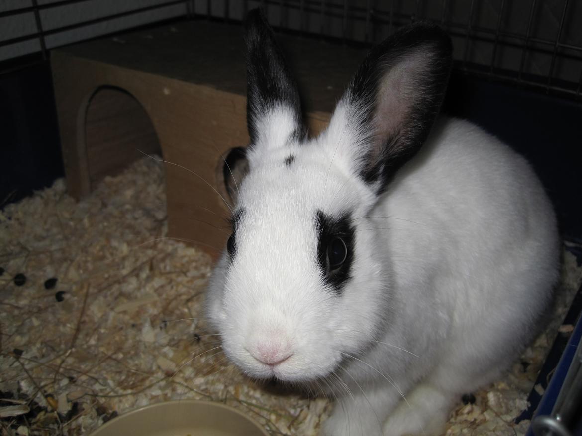 Kanin Beauty billede 2