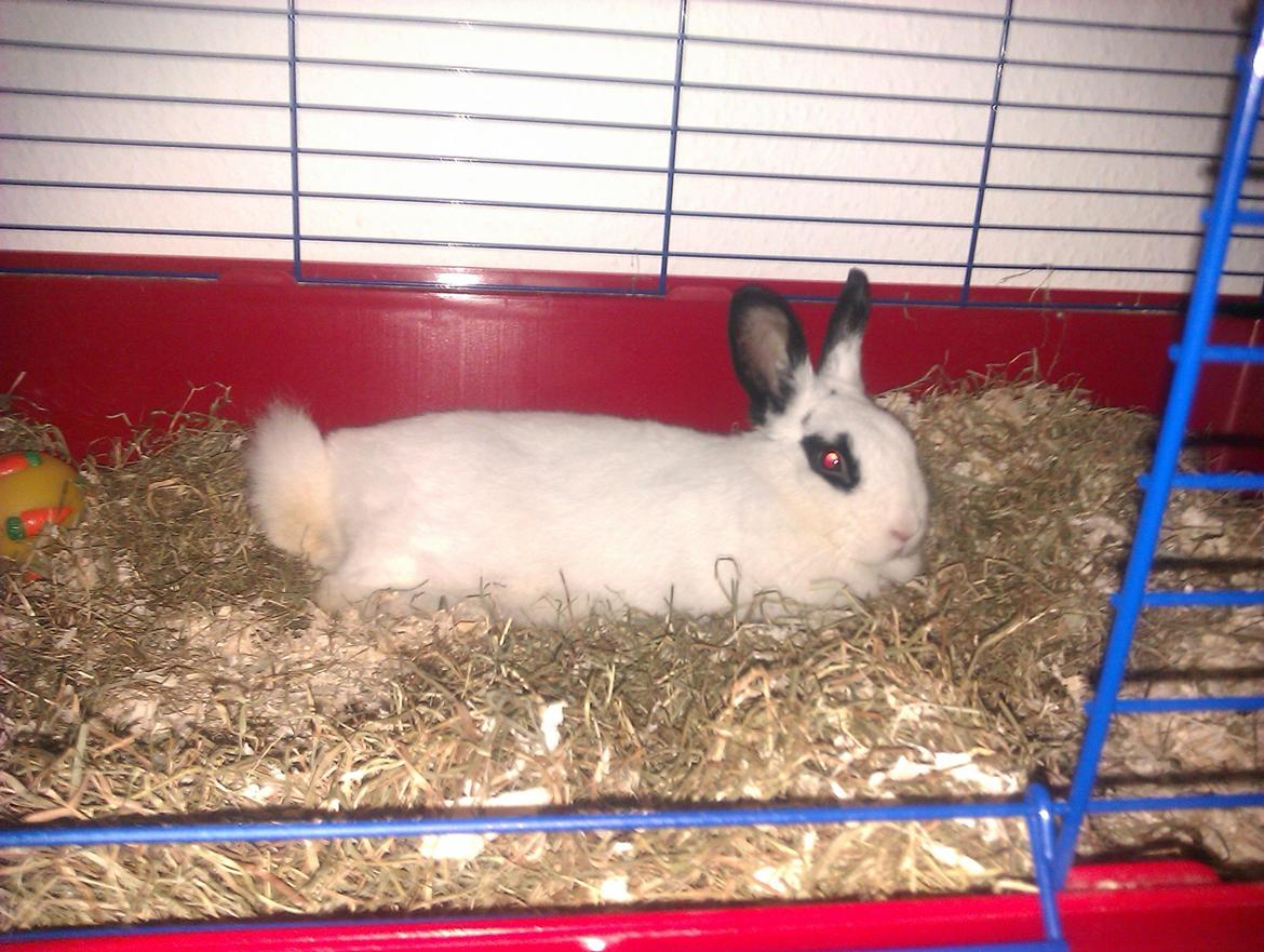 Kanin Beauty billede 3