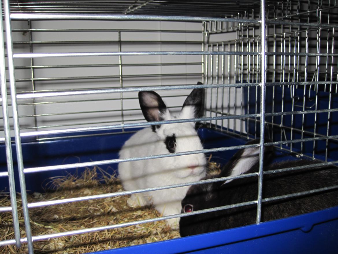 Kanin Beauty billede 4