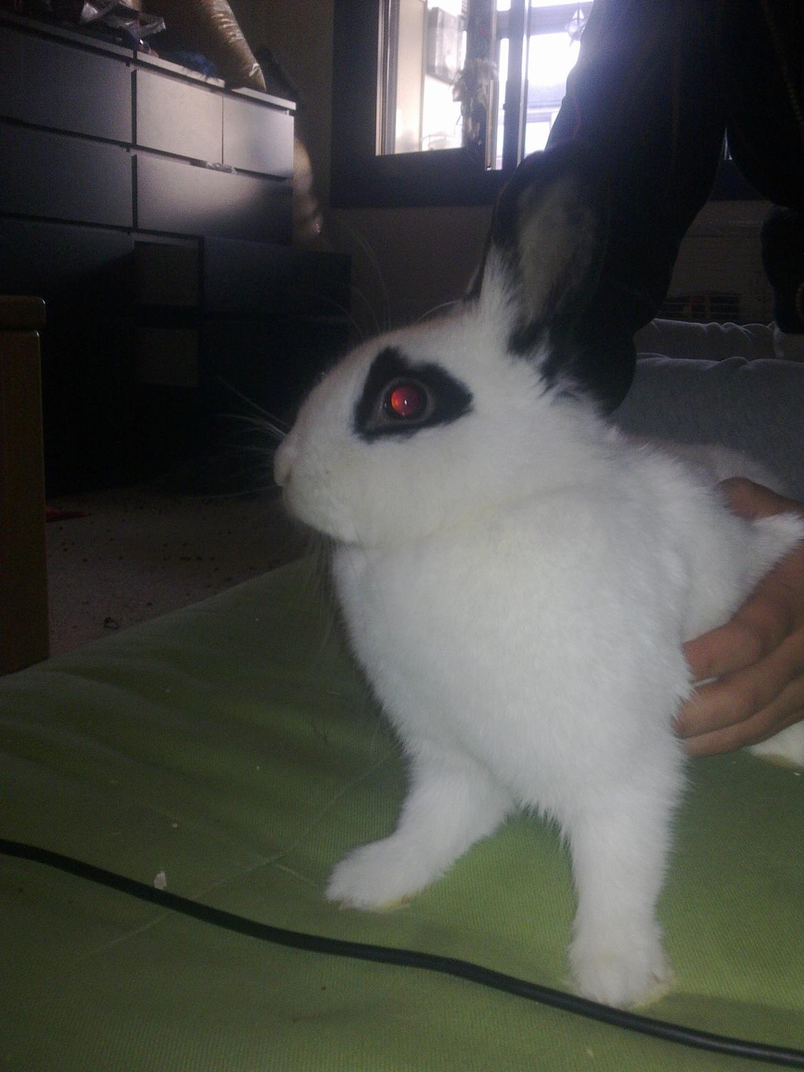 Kanin Beauty billede 5