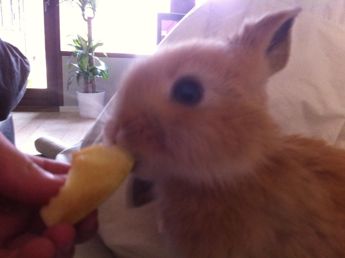 Kanin Svanemarks PeZu Akita -  "Alberte" billede 4