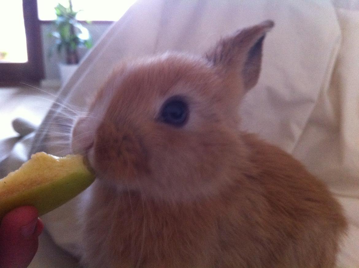 Kanin Svanemarks PeZu Akita -  "Alberte" billede 7