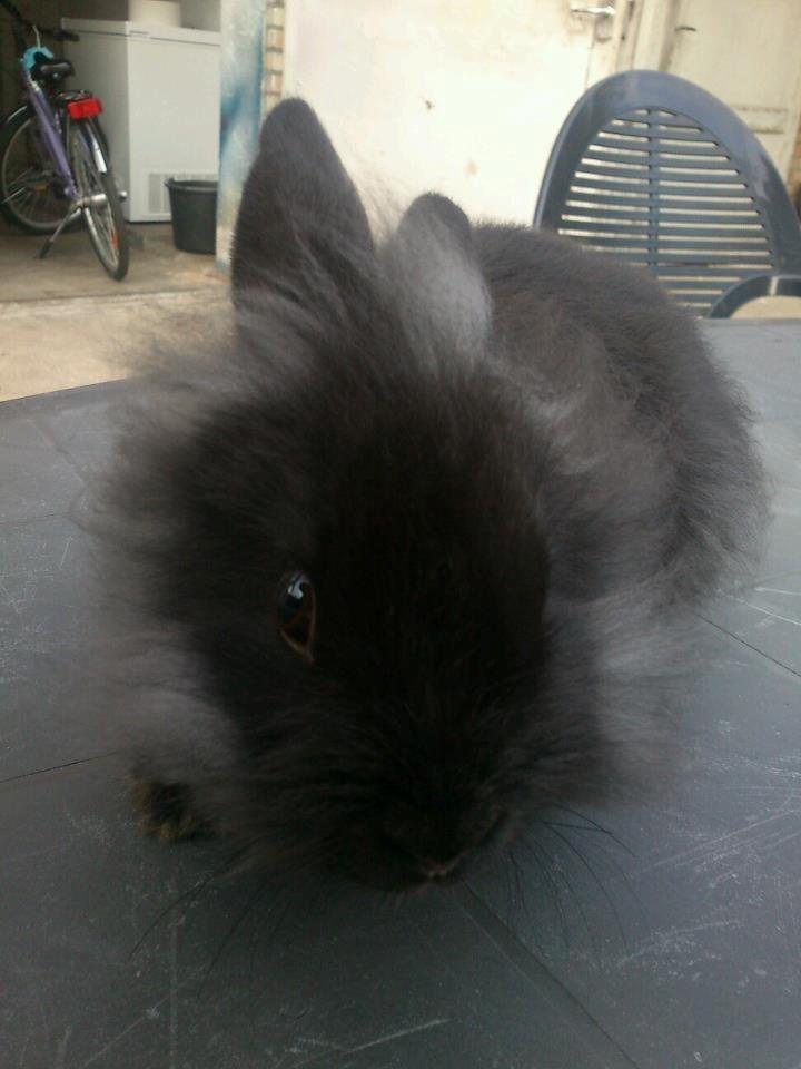 Kanin ninus billede 4