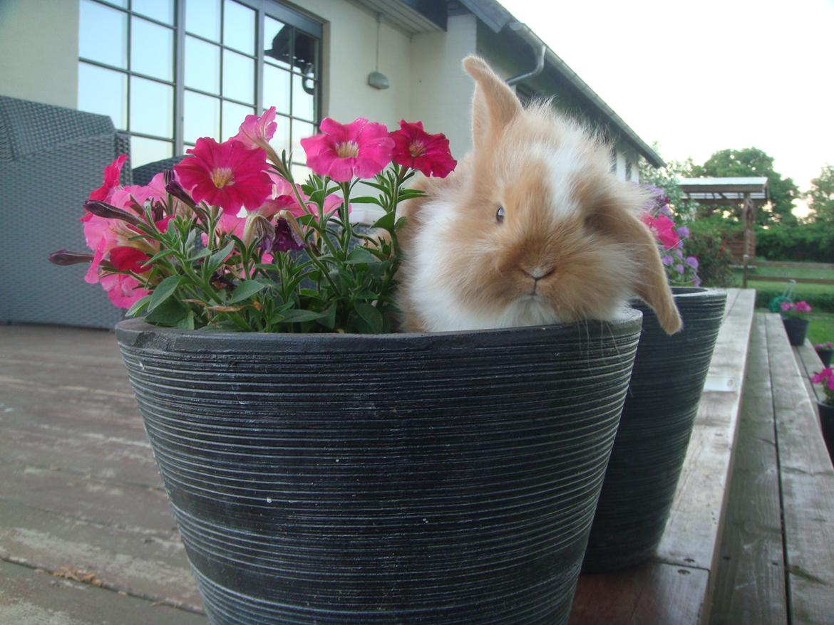 Kanin Agnes (Victorias kanin) - Smukke Agnes! billede 2