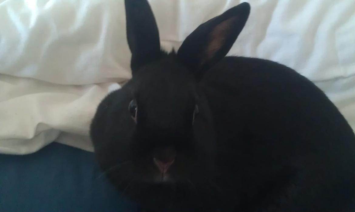Kanin Ninka billede 2