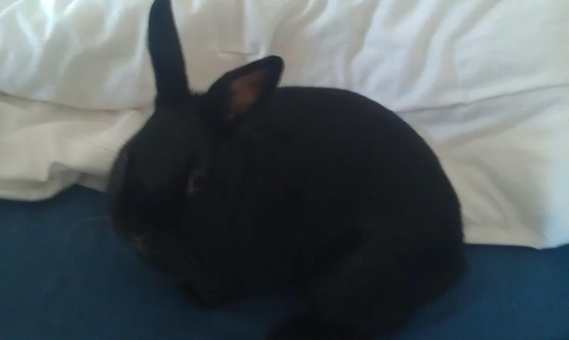 Kanin Ninka billede 3