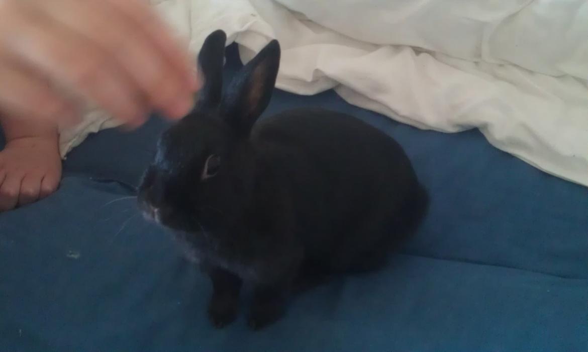 Kanin Ninka billede 4
