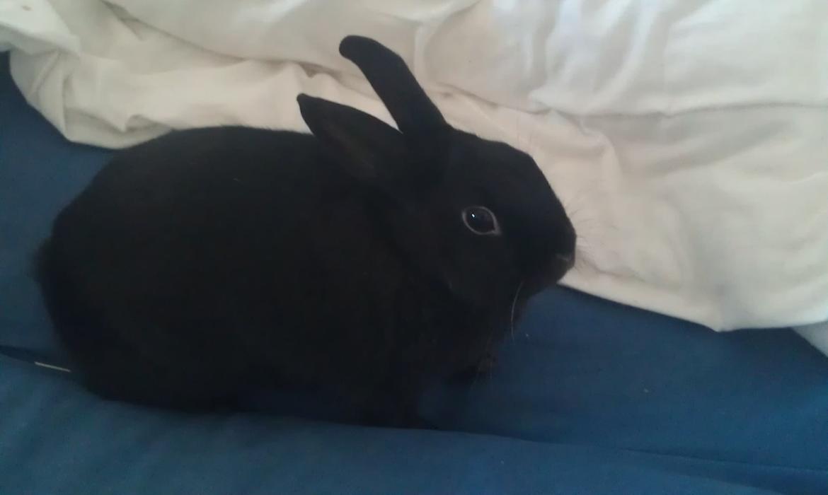 Kanin Ninka billede 5