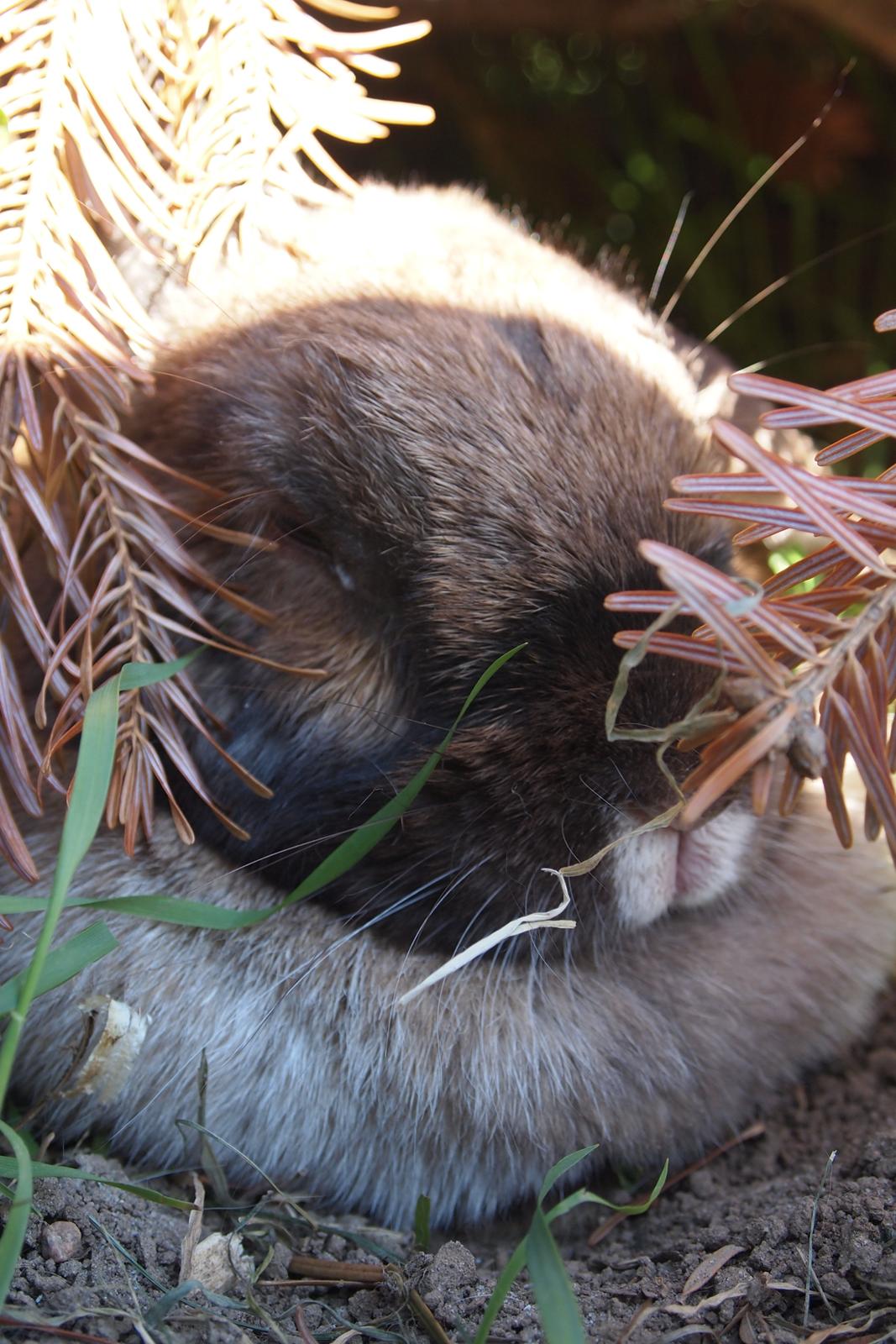 Kanin Jabel´s Jasmin - Hun sover!! billede 13