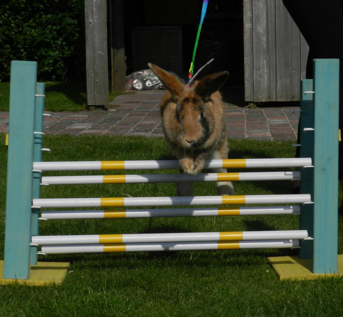 Kanin Anijo´s Silke - Så hopper vi videre :)
Skriv gerne en komentar og kom med en bedømmelse :D billede 20