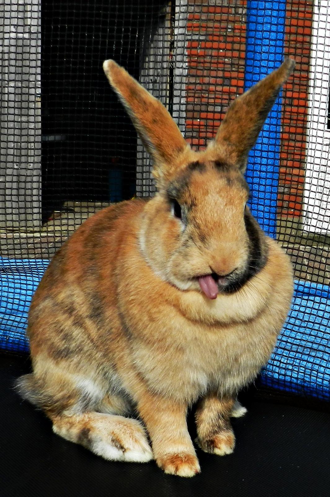 Kanin Anijo´s Silke - Charmerende XD billede 14