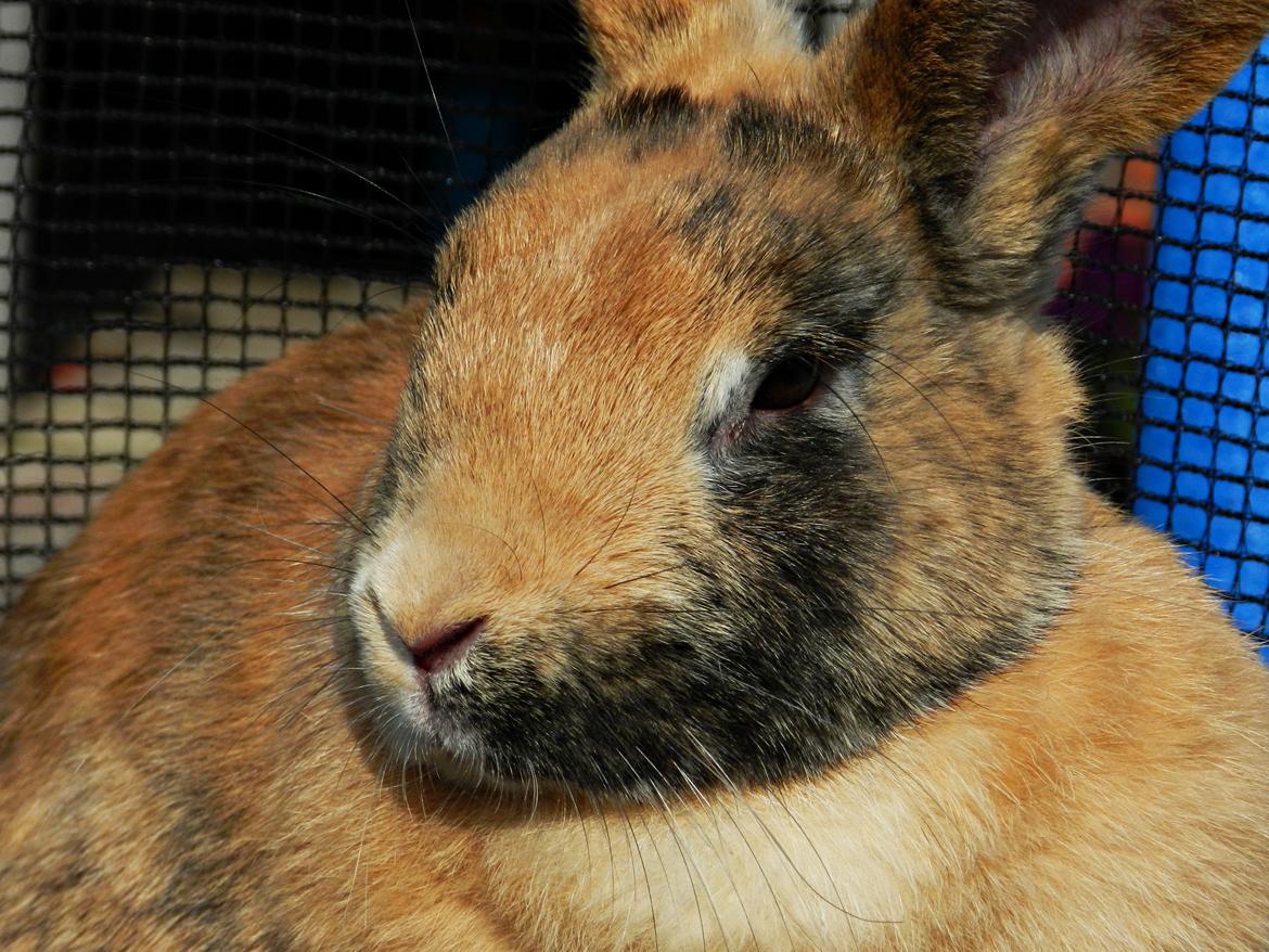 Kanin Anijo´s Silke - Smukke :) billede 18