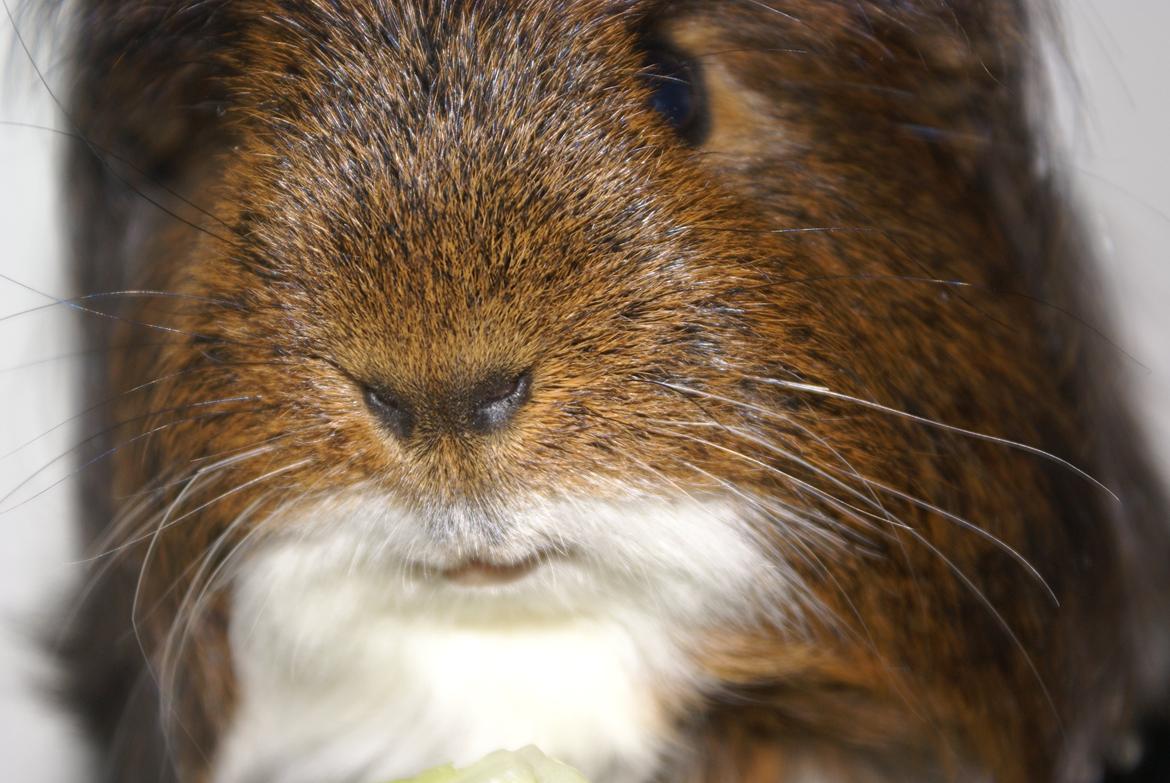 Marsvin Hannibal *Coronet* billede 1