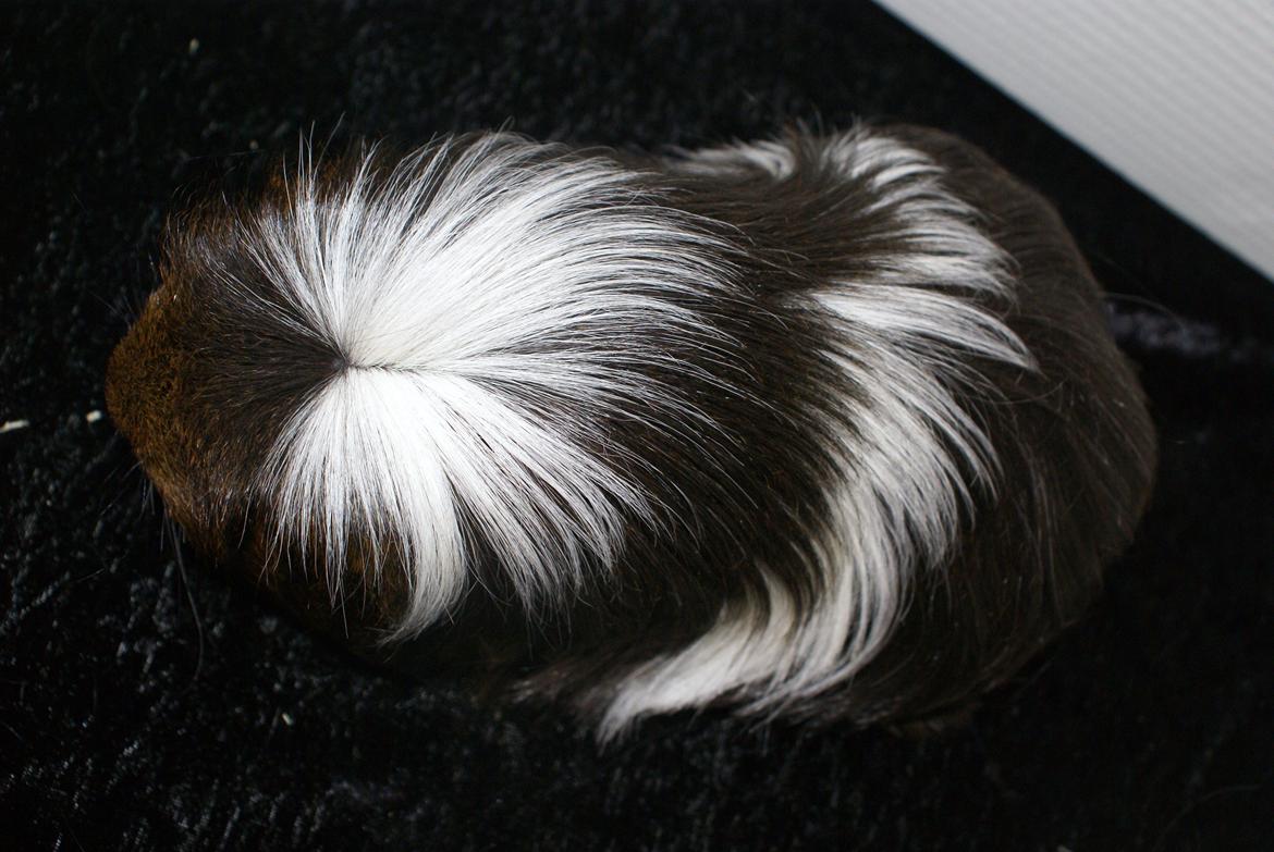 Marsvin Hannibal *Coronet* billede 2